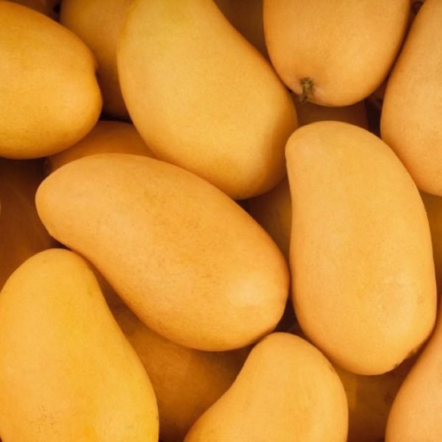 Mausami Chaunsa mangoes from Multan — order online with home delivery in Pakistan