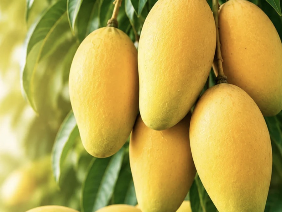 Sindhri mangoes from Multan — order online with home delivery in Pakistan