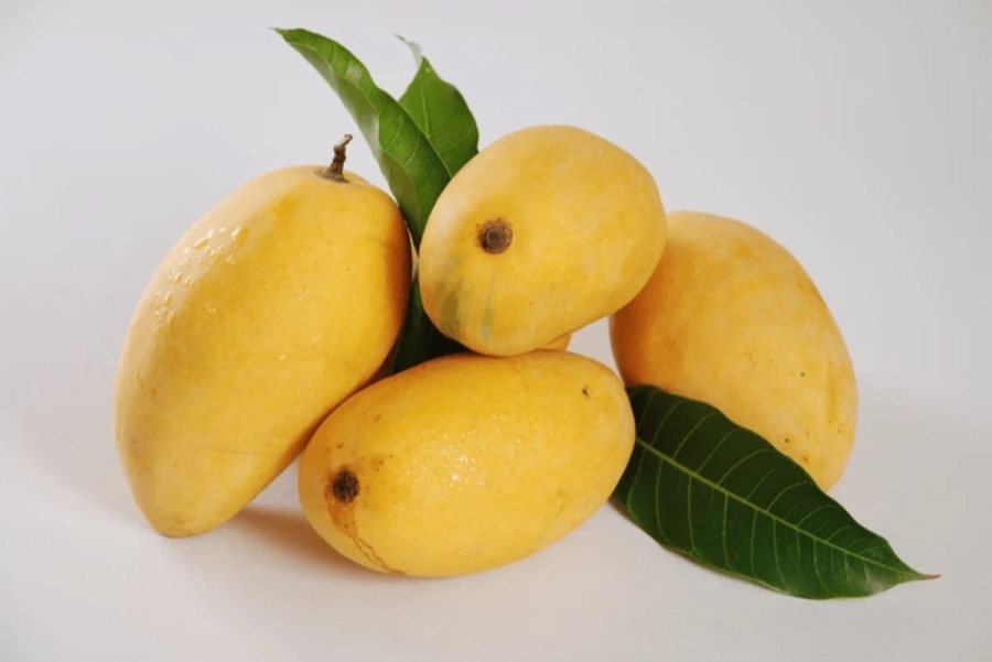 White Chaunsa mango